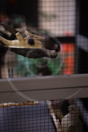 LFX_3096